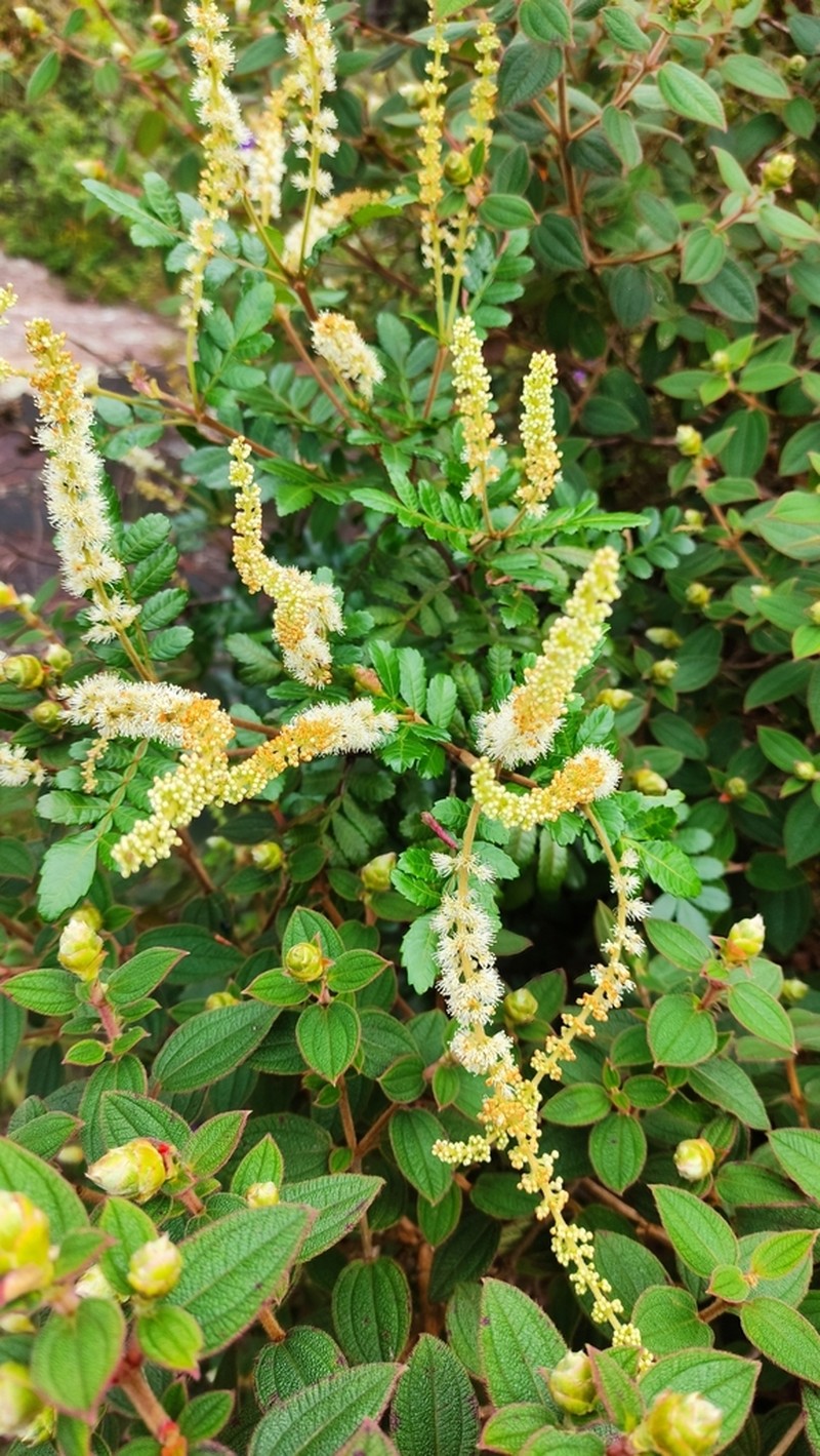 Weinmannia organensis photo 4