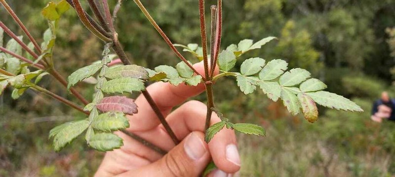 Weinmannia organensis photo 5