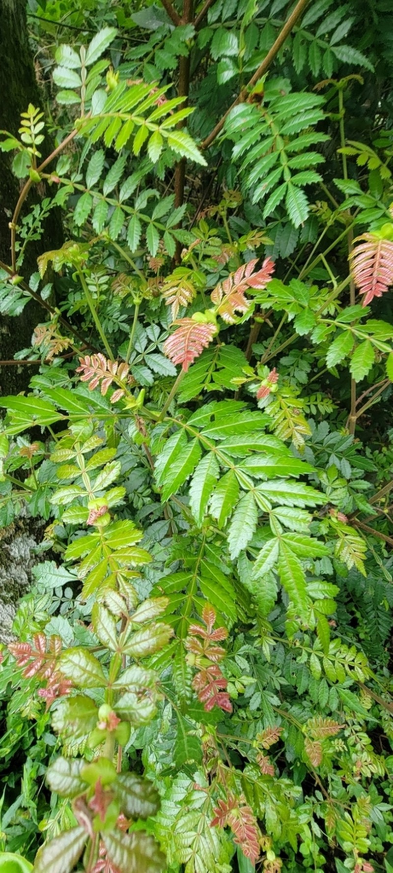 Weinmannia organensis photo 6