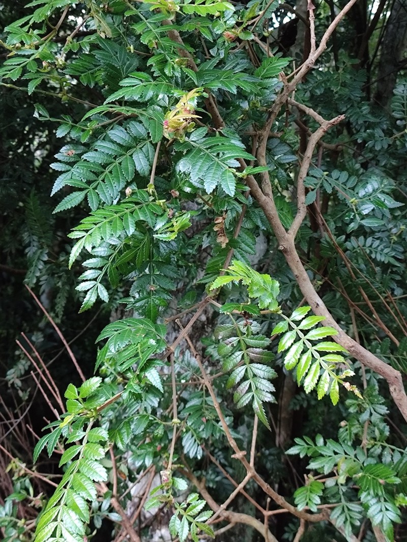 Weinmannia organensis photo 7