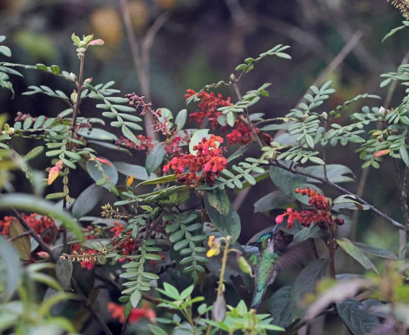 Weinmannia organensis photo 8