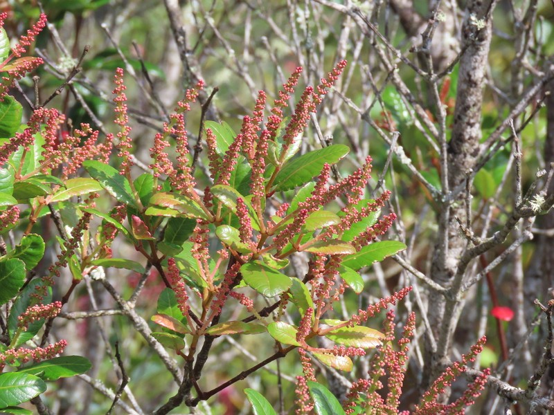 Weinmannia ovata