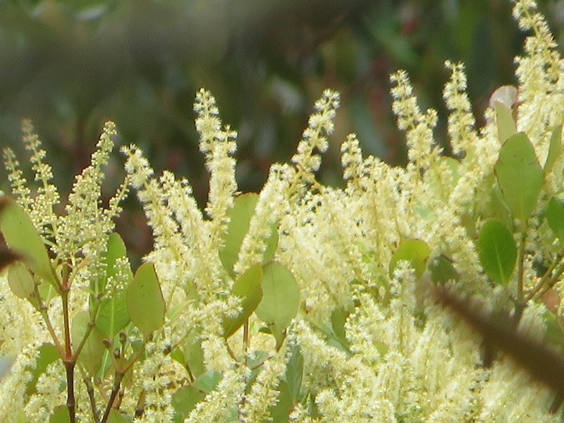 Weinmannia ovata photo 2