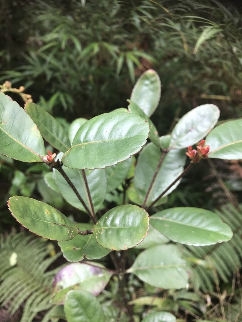 Weinmannia ovata photo 3
