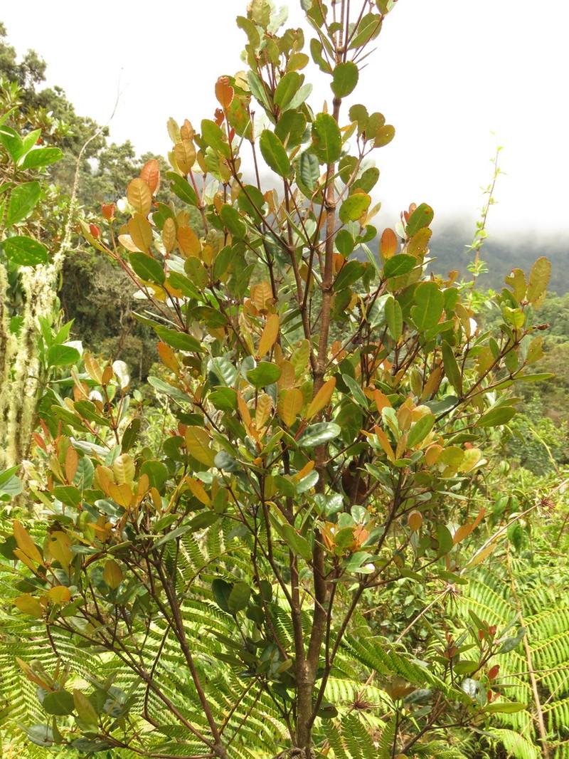 Weinmannia ovata photo 5