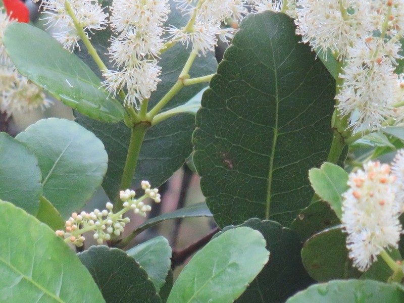 Weinmannia ovata photo 6