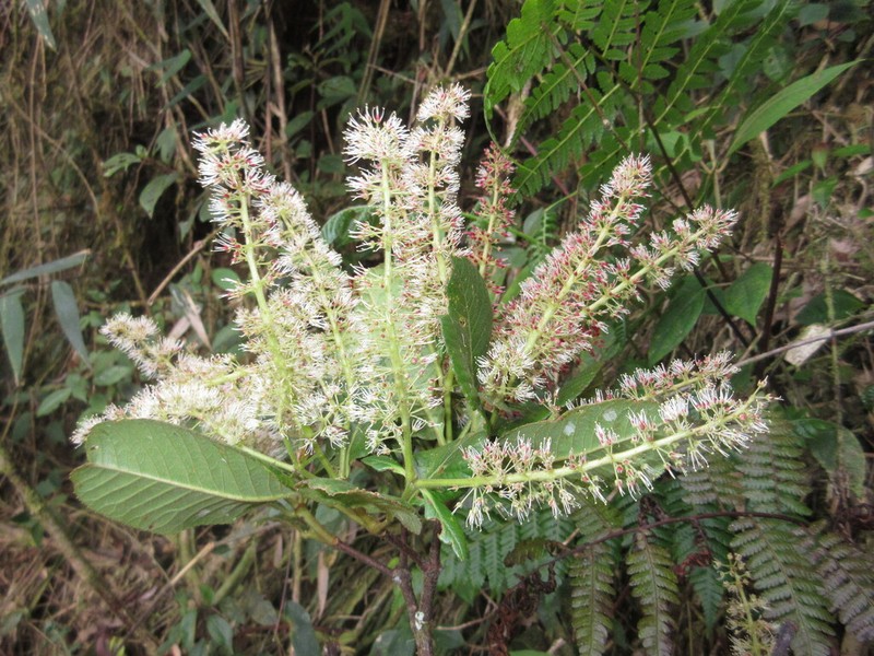 Weinmannia ovata photo 7