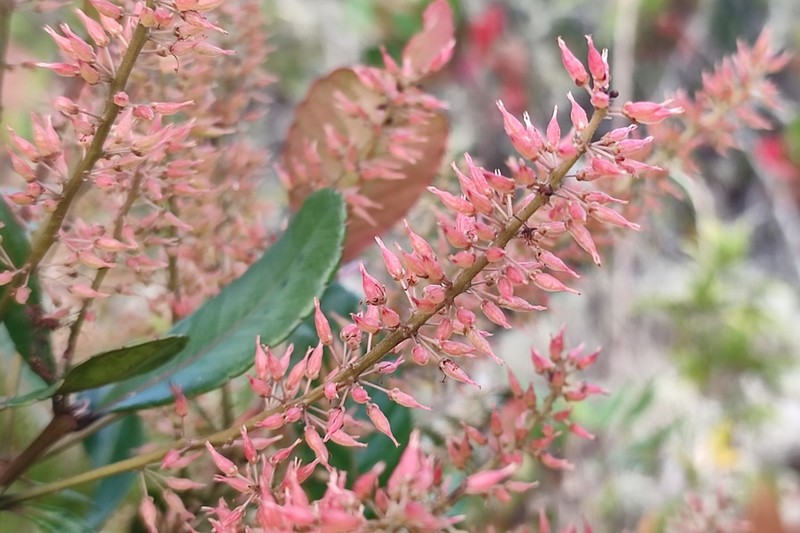 Weinmannia ovata photo 8