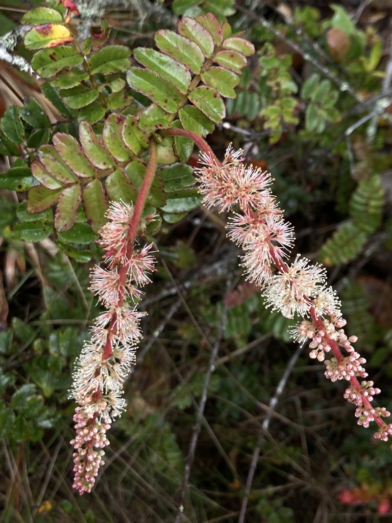 Weinmannia oxapampana