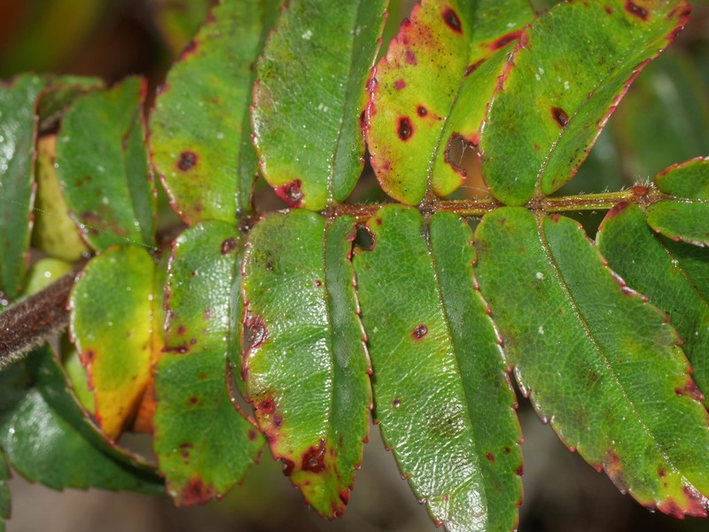 Weinmannia oxapampana photo 2