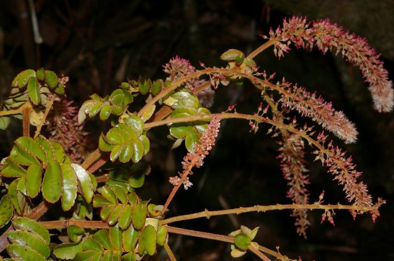 Weinmannia oxapampana photo 4