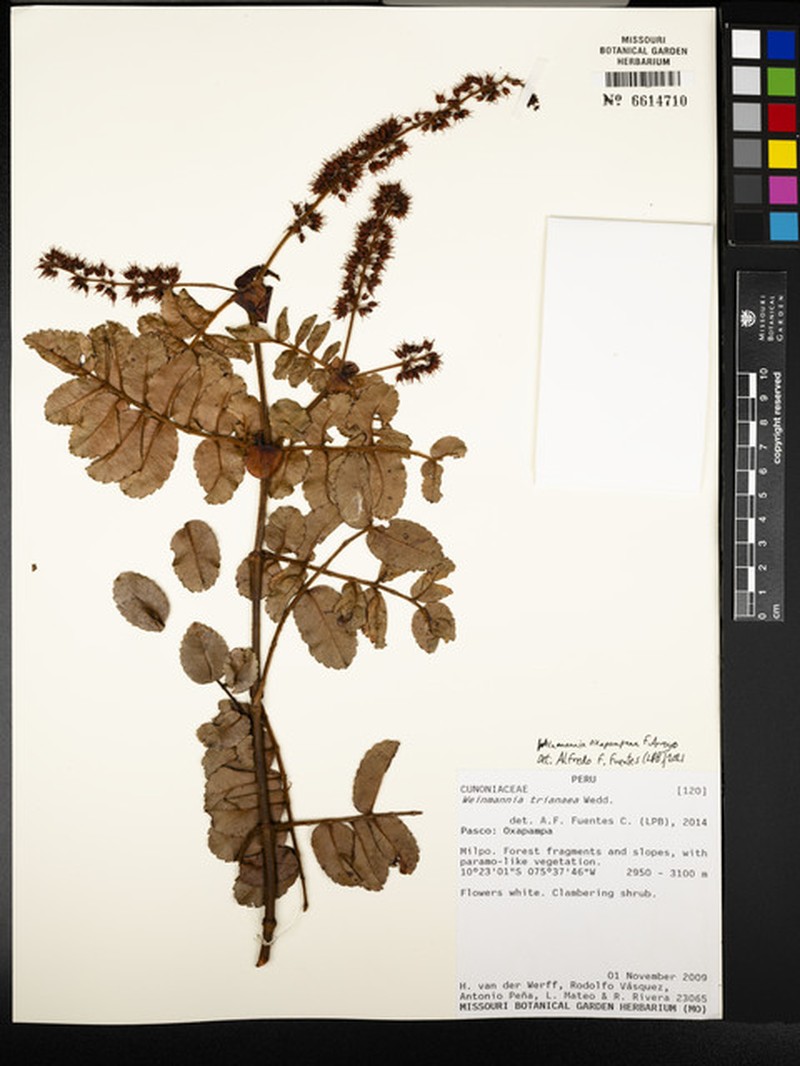 Weinmannia oxapampana photo 6