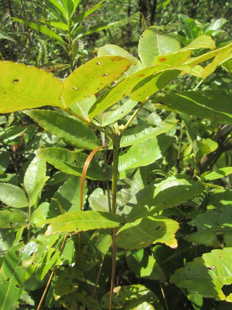 Weinmannia pentaphylla
