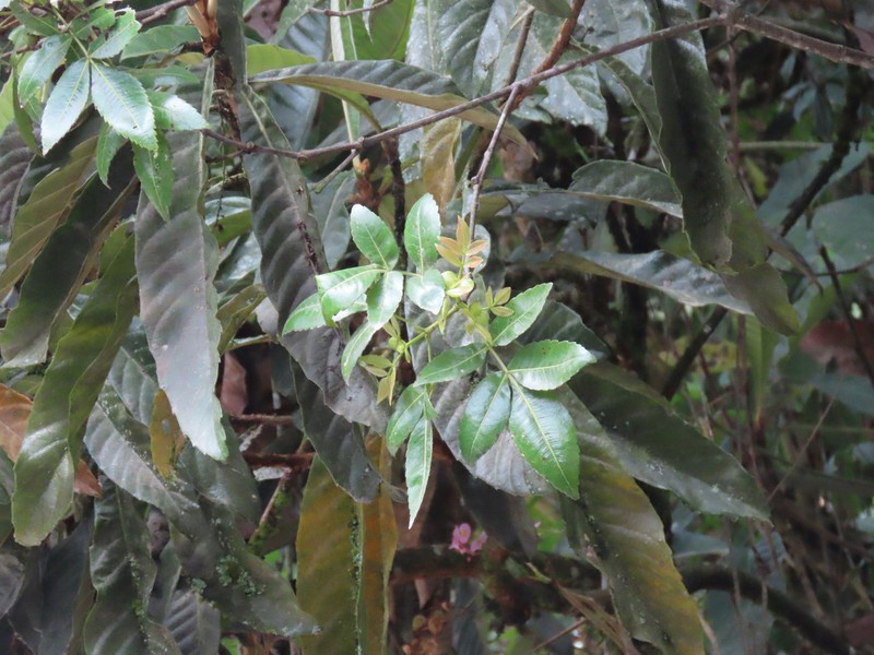 Weinmannia pentaphylla photo 2