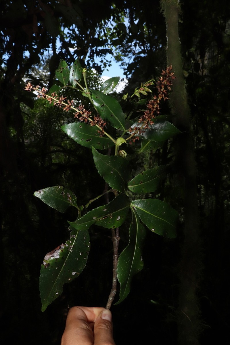 Weinmannia pentaphylla photo 3