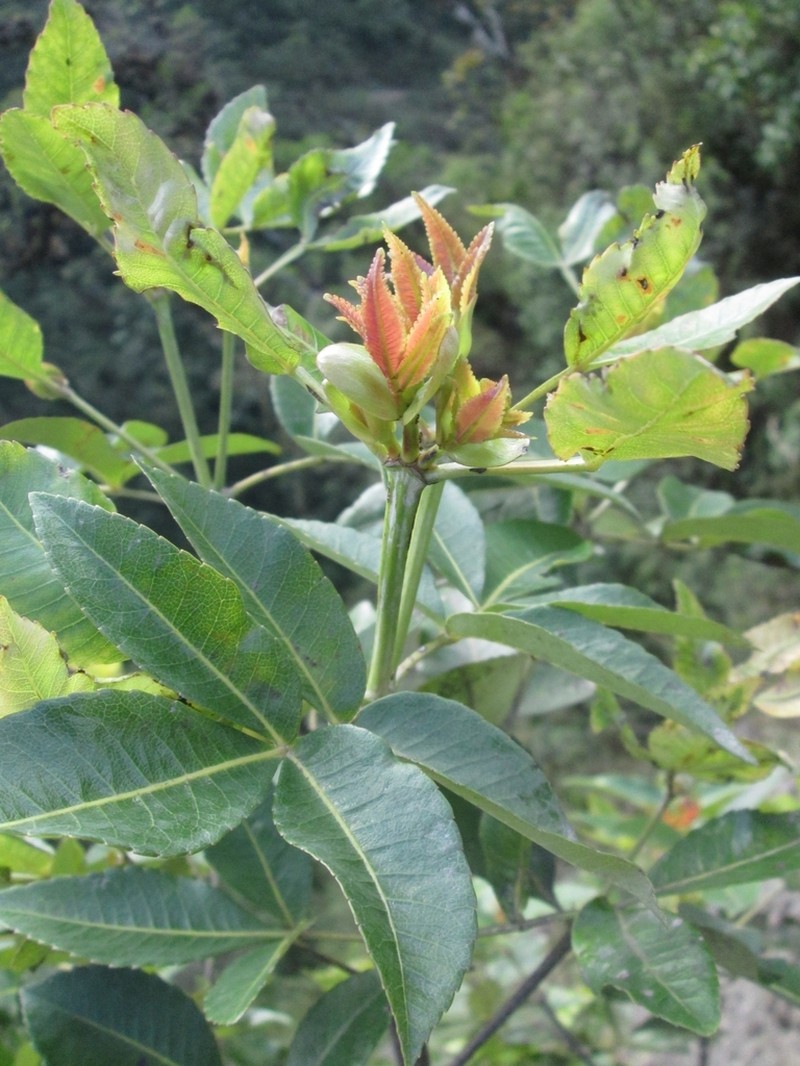 Weinmannia pentaphylla photo 4