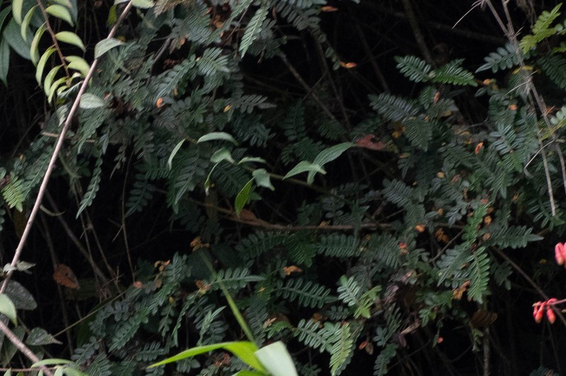 Weinmannia polyphylla photo 2
