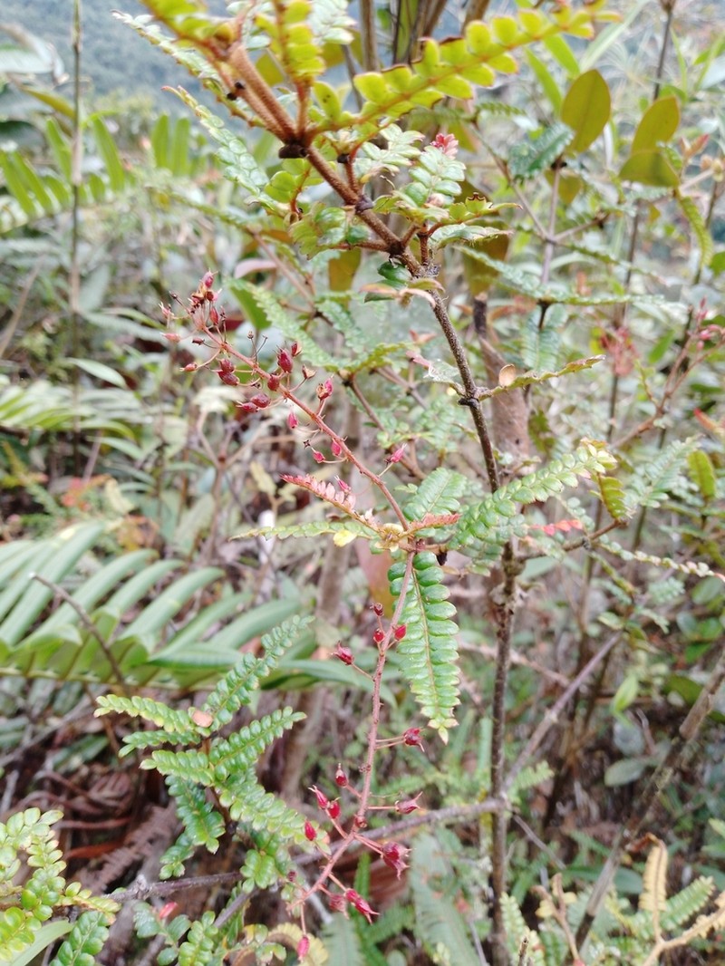 Weinmannia polyphylla photo 4