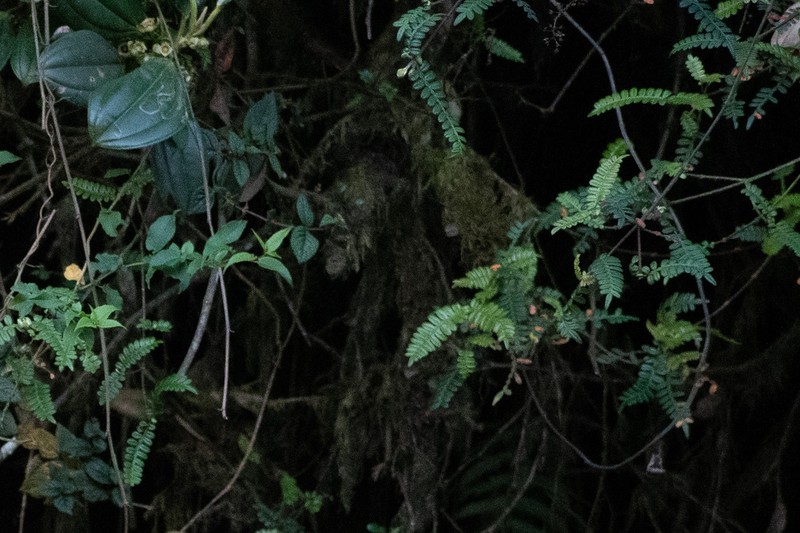 Weinmannia polyphylla photo 5