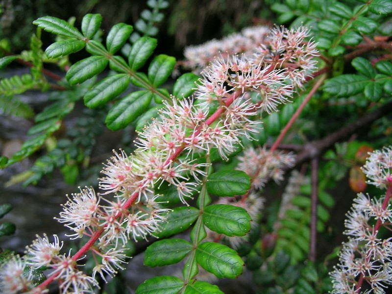 Weinmannia polyphylla photo 6