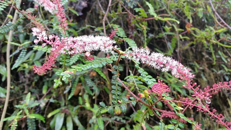 Weinmannia polyphylla photo 8