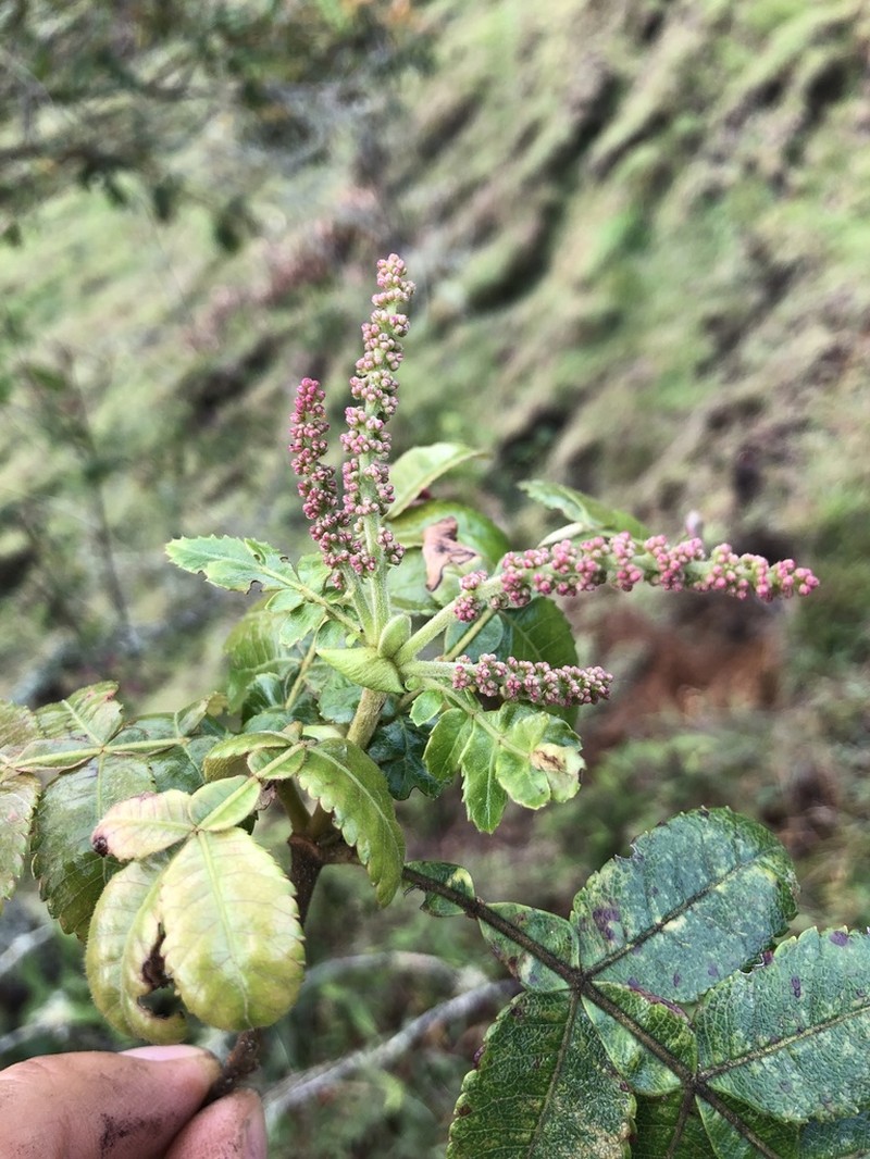 Weinmannia pubescens photo 2