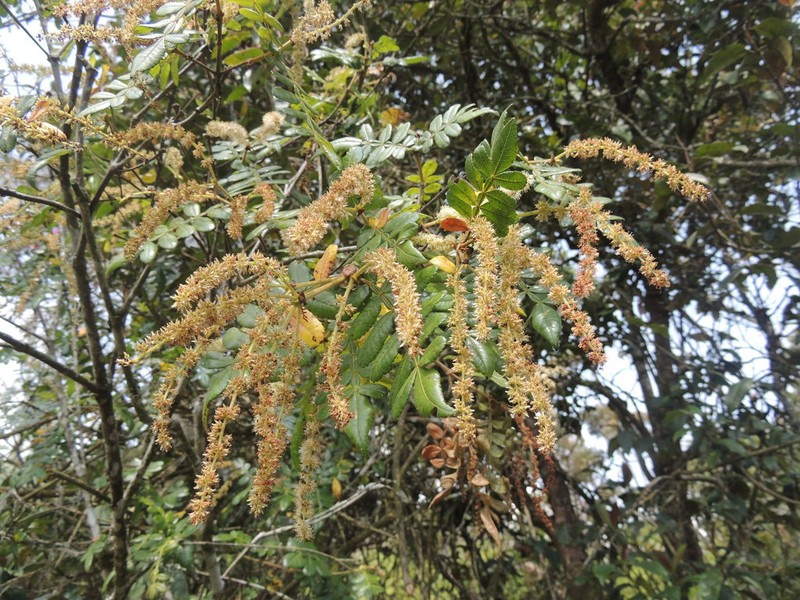 Weinmannia pubescens photo 3