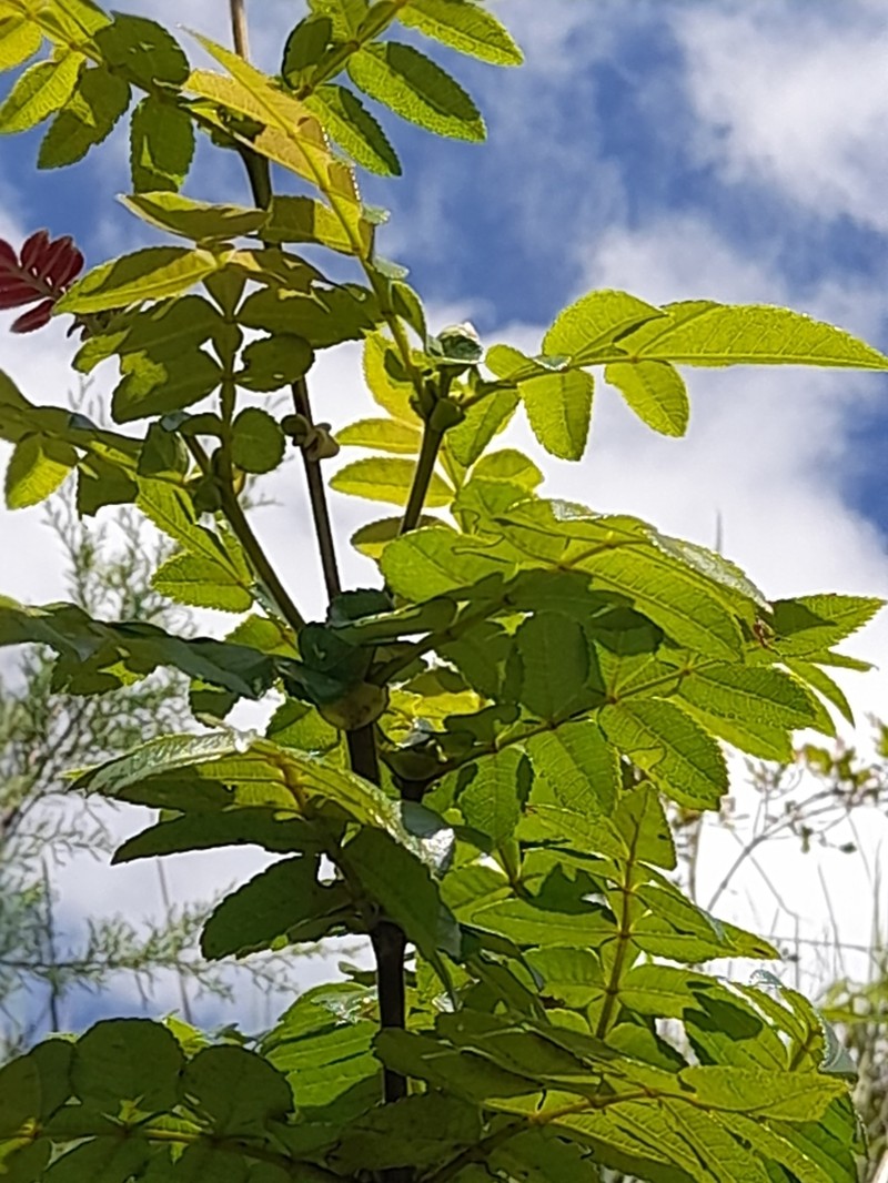 Weinmannia pubescens photo 4