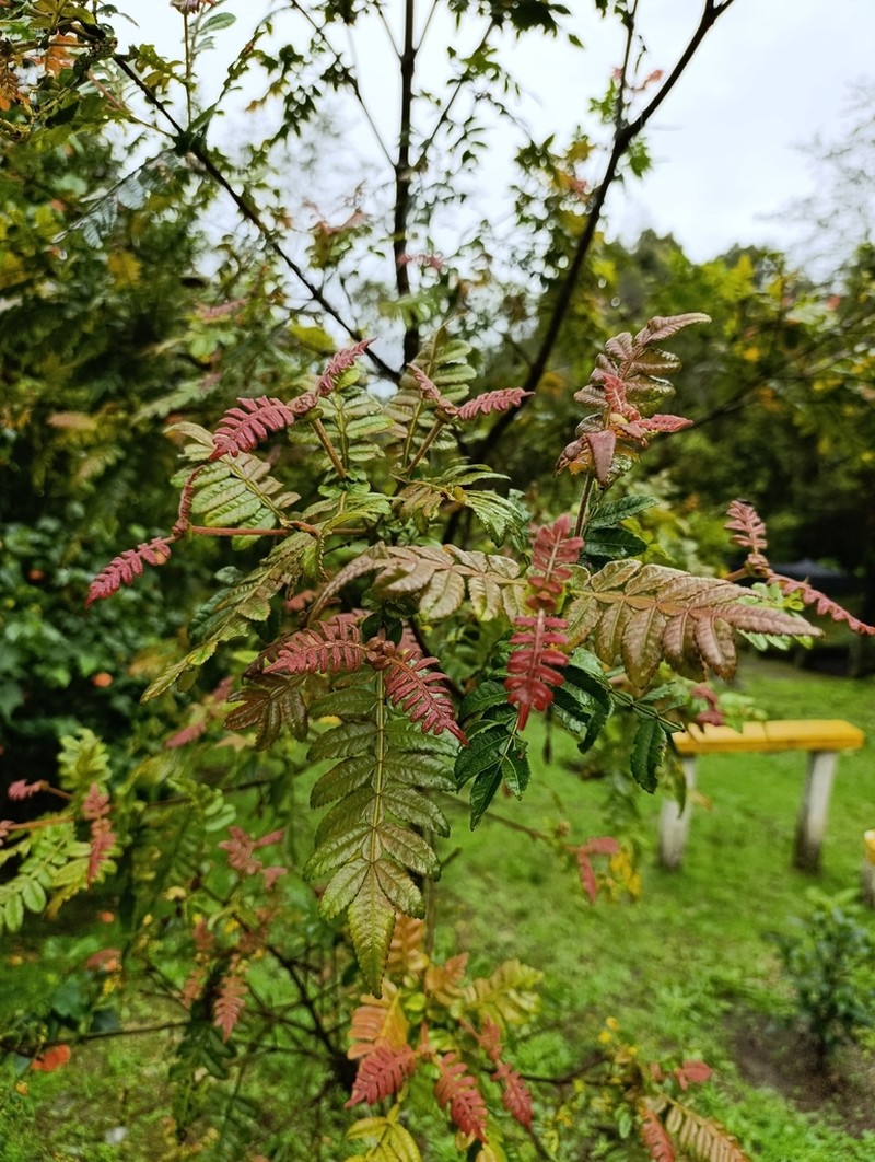 Weinmannia pubescens photo 5