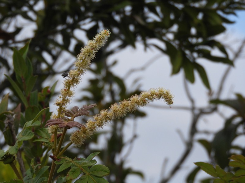 Weinmannia pubescens photo 6