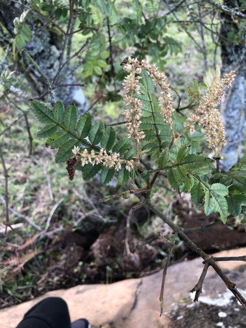 Weinmannia pubescens photo 8