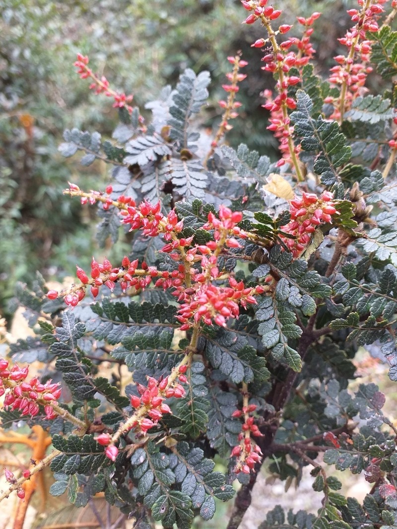Weinmannia reticulata