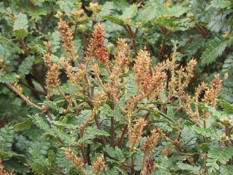 Weinmannia reticulata photo 2
