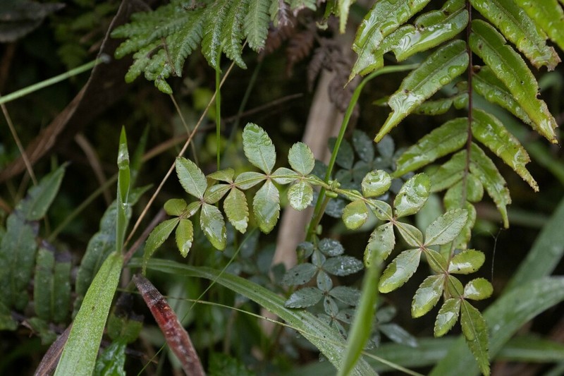Weinmannia rhoifolia