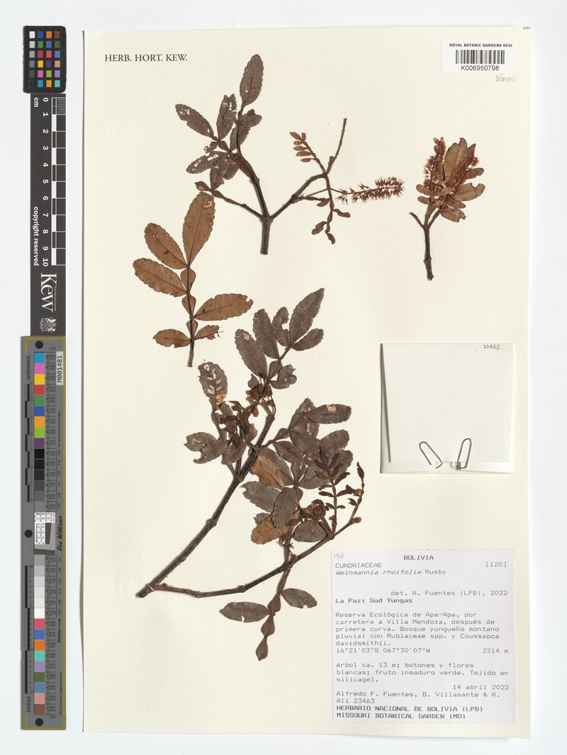 Weinmannia rhoifolia photo 2
