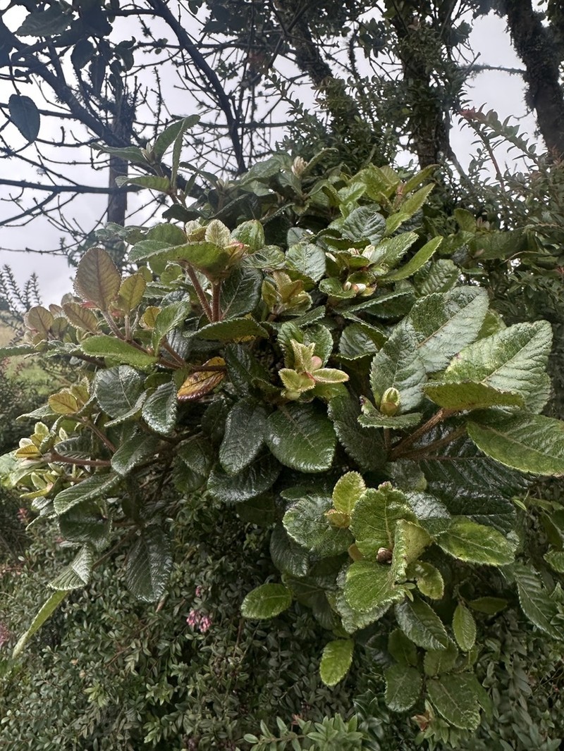 Weinmannia rollottii