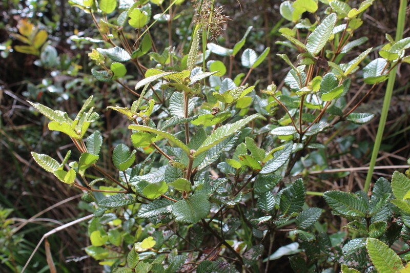 Weinmannia rollottii photo 2