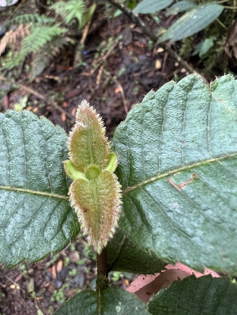 Weinmannia rollottii photo 3