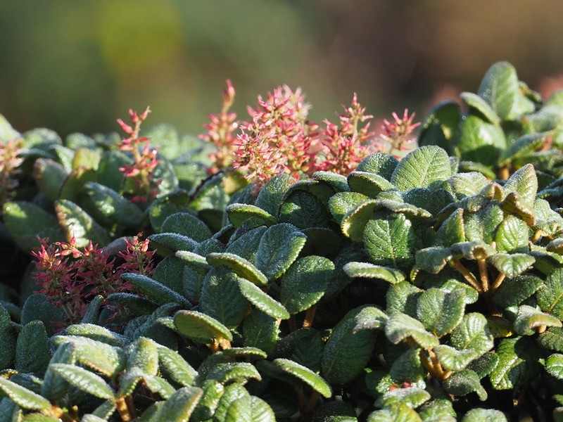 Weinmannia rollottii photo 5
