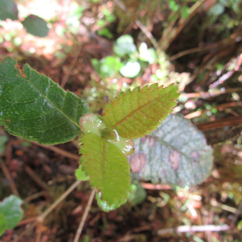 Weinmannia rollottii photo 6