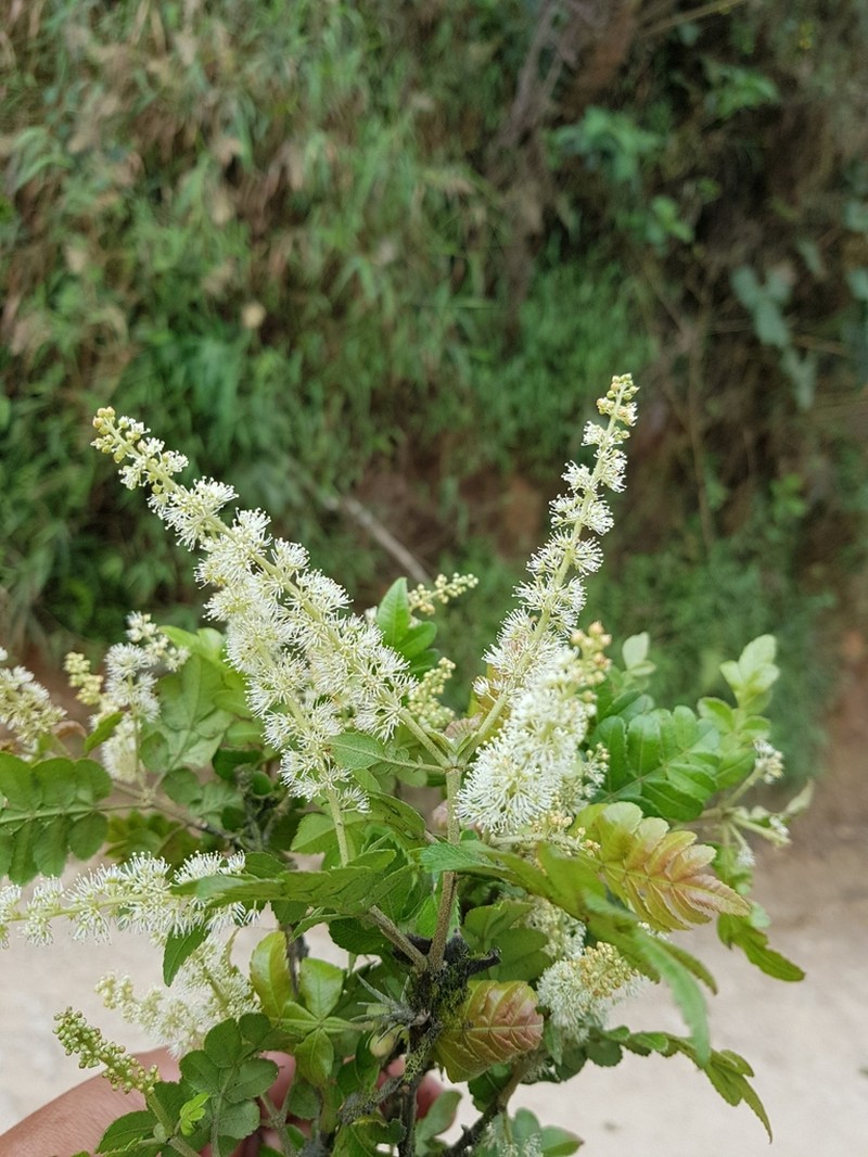 Weinmannia sorbifolia