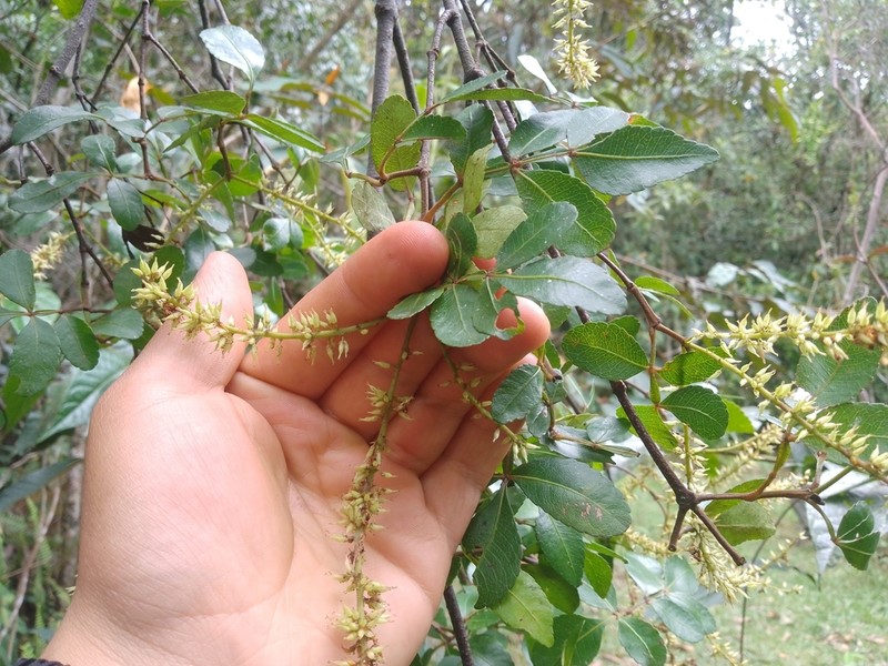 Weinmannia sorbifolia photo 2