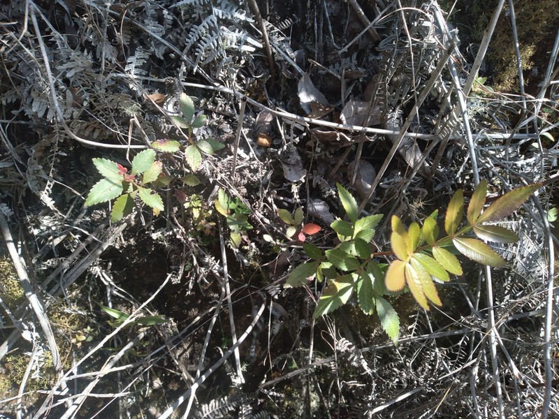 Weinmannia sorbifolia photo 3