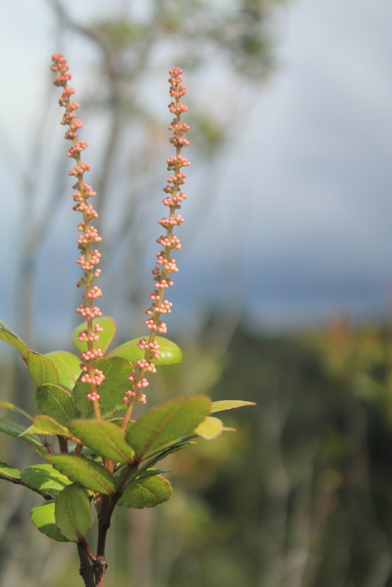Weinmannia sorbifolia photo 4