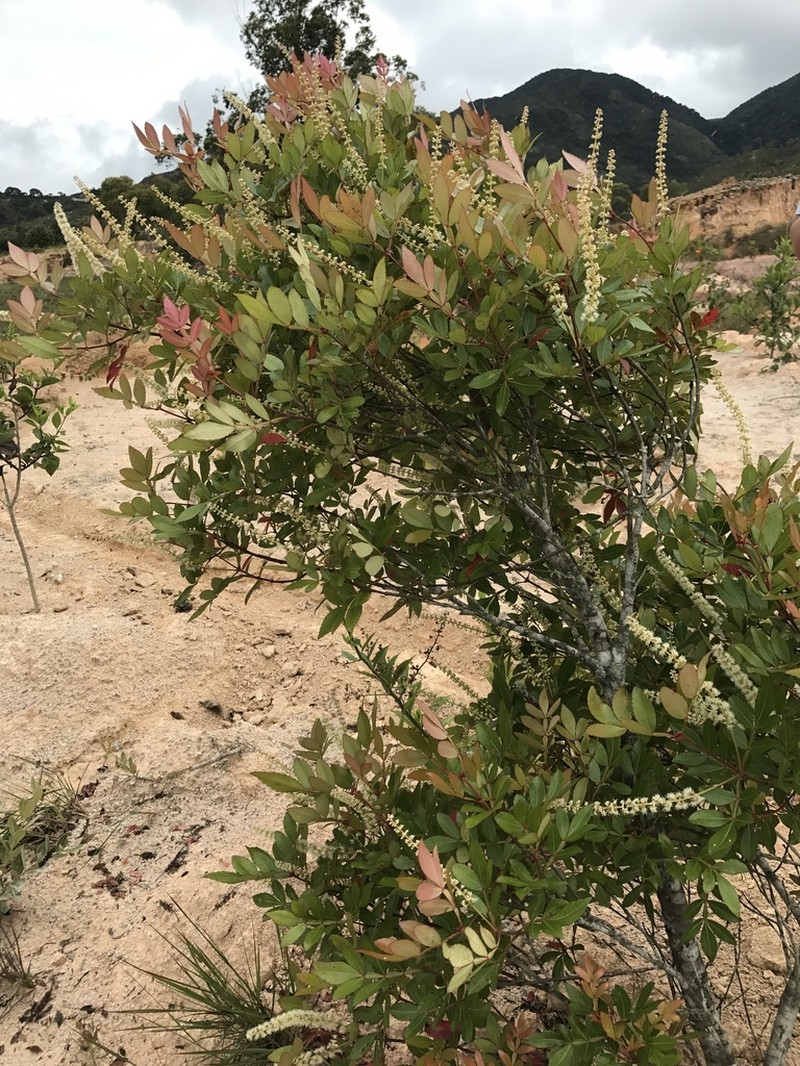 Weinmannia sorbifolia photo 5