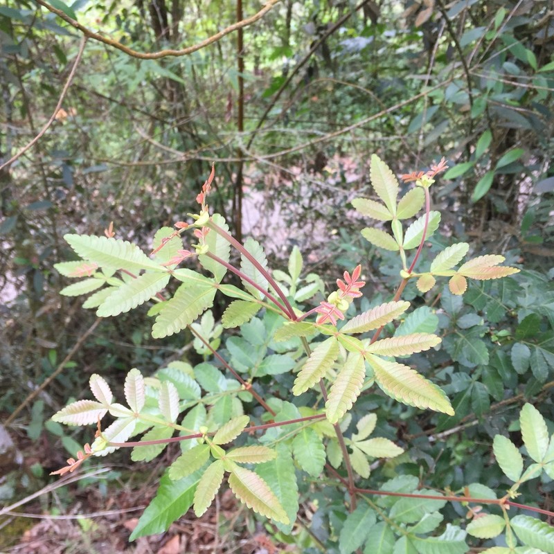 Weinmannia sorbifolia photo 6