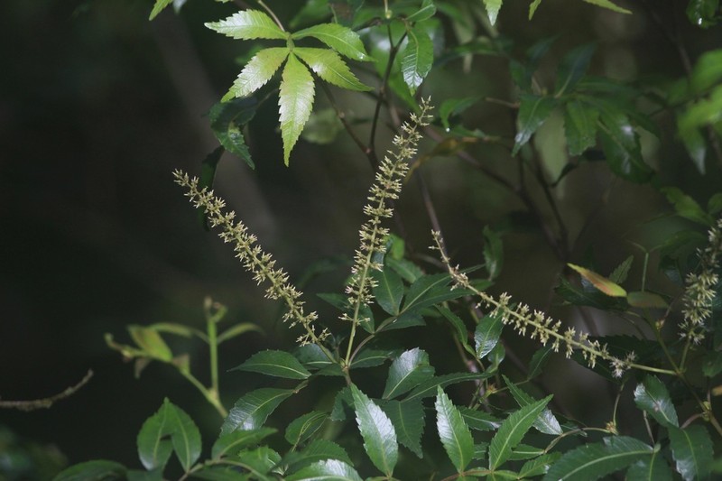 Weinmannia sorbifolia photo 7