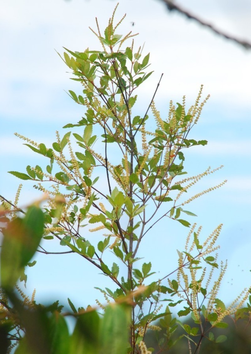 Weinmannia sorbifolia photo 8