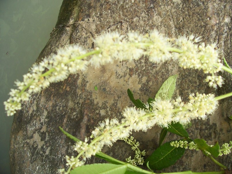 Weinmannia spruceana