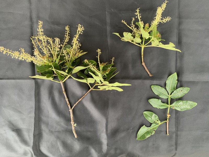 Weinmannia spruceana photo 2